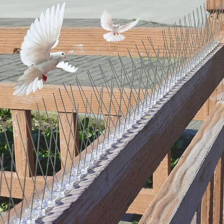 SS316 bird spikes installed on building window ledge and parapet wall in Andrapradesh — rows of stainless steel pins preventing pigeon roosting permanently