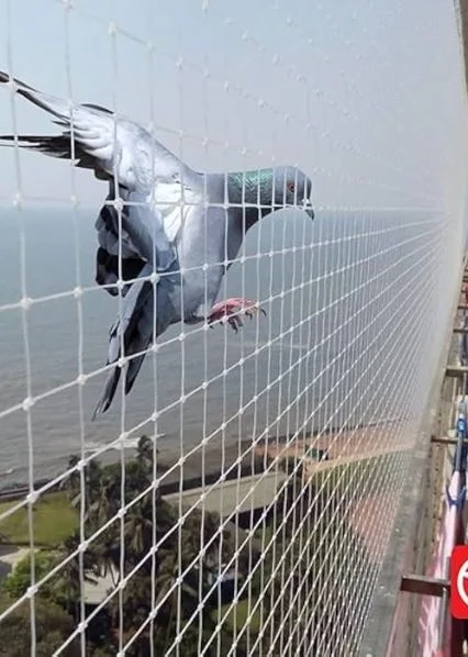 Pigeon Safety Net